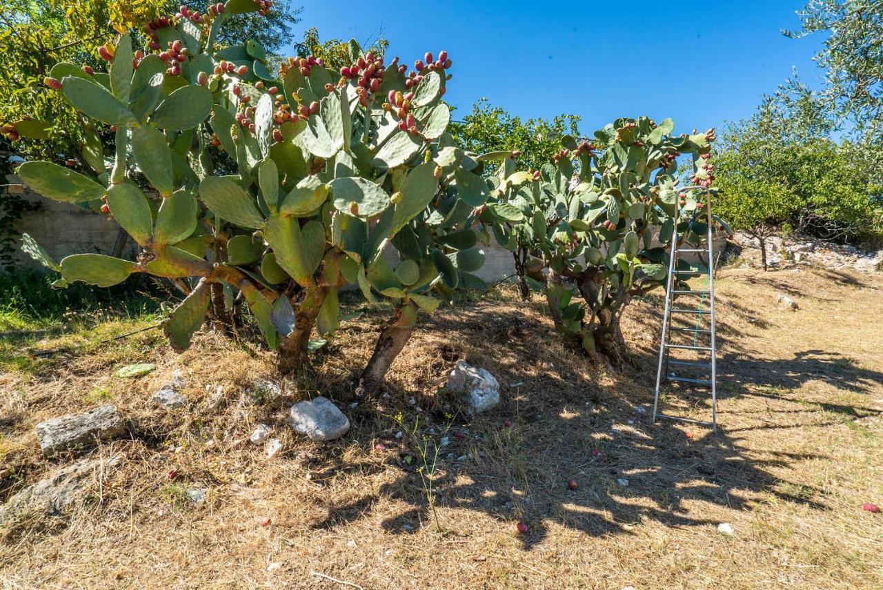 Casa Colletta Vieste Bed & Breakfast Exterior photo